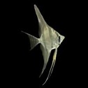 Scalar Altum — 4